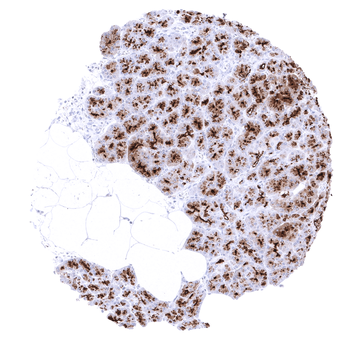 MUC1 / EMA antibody
