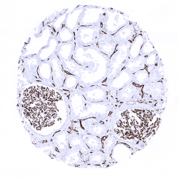 CD31 antibody