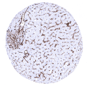 CD31 antibody