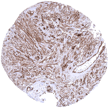 CD31 antibody