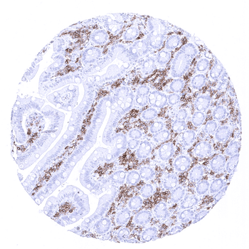 CD27 antibody