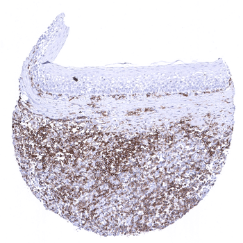 CD27 antibody