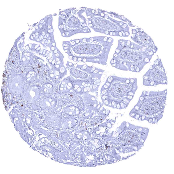CD22 antibody (MSVA-022R)