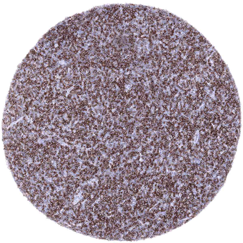CD22 antibody