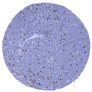 CD8 antibody