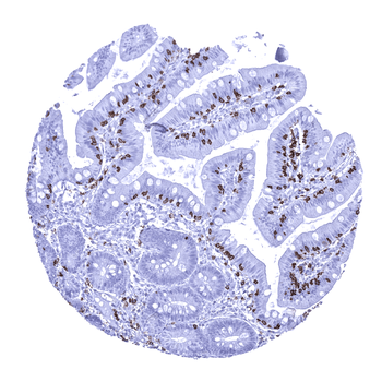 CD8 antibody
