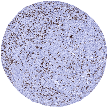 CD8 antibody