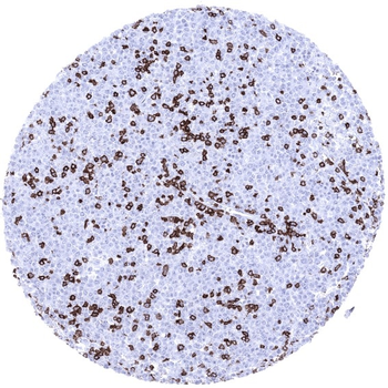CD3 antibody (MSVA-003R)