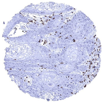 CD3 antibody (MSVA-003R)