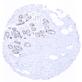 Calponin 1 antibody (MSVA-455R)