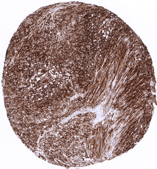 CD34 antibody