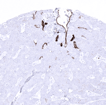 CD34 antibody