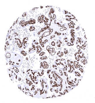 CD34 antibody