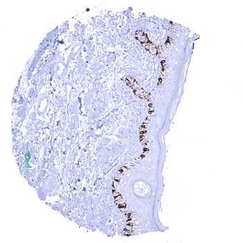 Melan A Specific antibody (MSVA-900M)