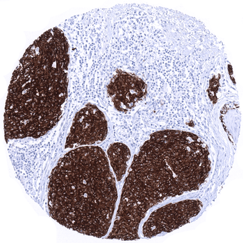 Melan A Specific antibody (MSVA-900M)