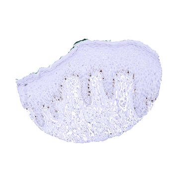 PMEL / gp100 / Melanosome antibody