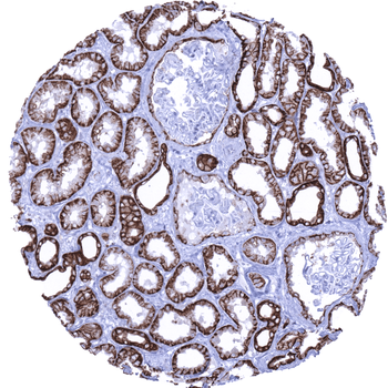 EpCAM antibody (MSVA-326R)