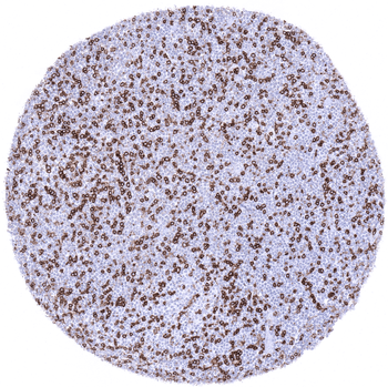 CD4 antibody (MSVA-004R)