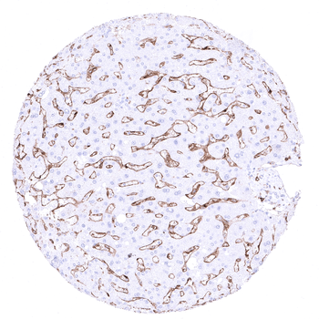 CD4 antibody (MSVA-004R)