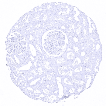 Cytokeratin 20 antibody