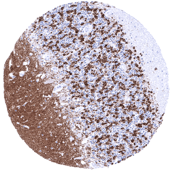 Synaptophysin antibody