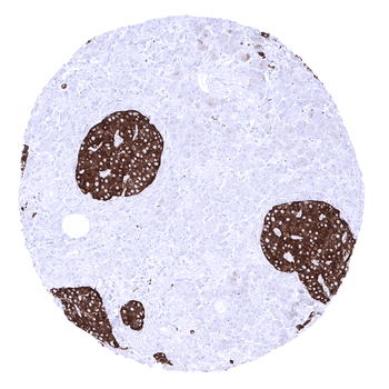 Synaptophysin antibody