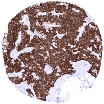 Synaptophysin antibody