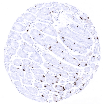 Chromogranin A antibody