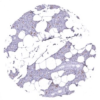 Dog1 antibody (MSVA-201M)
