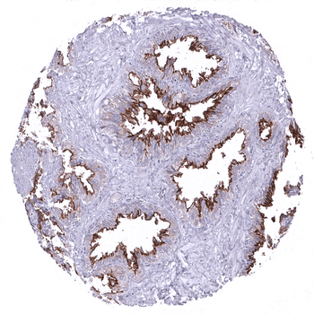 Dog1 antibody (MSVA-201M)