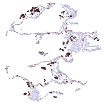 Napsin A antibody