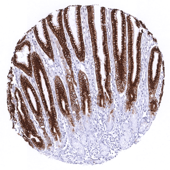 MUC5AC antibody (MSVA-109M)