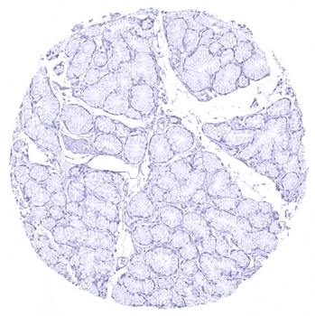 MUC5AC antibody (MSVA-109M)