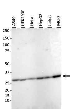 YWHAZ Polyclonal Antibody