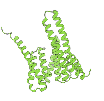 YWHAZ Polyclonal Antibody