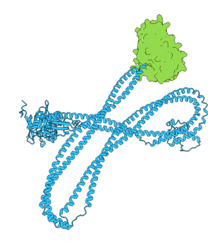 SMC1A Polyclonal Antibody