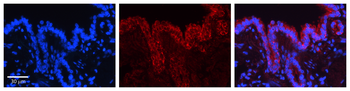 CALR Rabbit Polyclonal Antibody