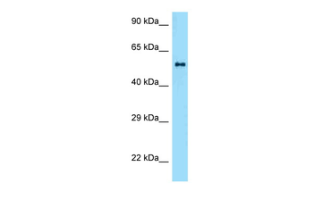 Zbtb37 Rabbit Polyclonal Antibody