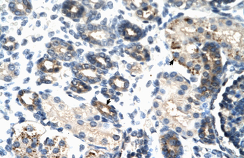 TSC22D4 Rabbit Polyclonal Antibody