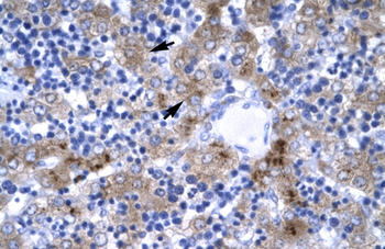 ISGF3G Rabbit Polyclonal Antibody