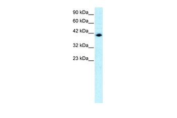 ISGF3G Rabbit Polyclonal Antibody
