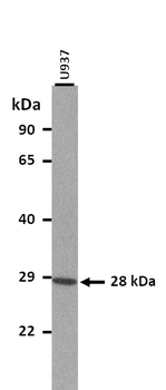 GSX1 Rabbit Polyclonal Antibody