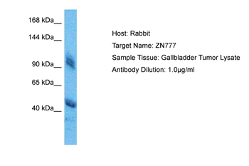 ZNF777 Rabbit Polyclonal Antibody