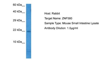 Zfp580 Rabbit Polyclonal Antibody