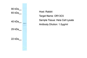 OR13C5 Rabbit Polyclonal Antibody