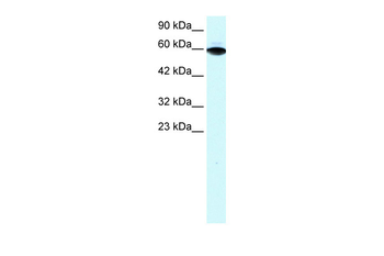 ZFP67 Rabbit Polyclonal Antibody