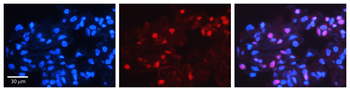 MXD4 Rabbit Polyclonal Antibody