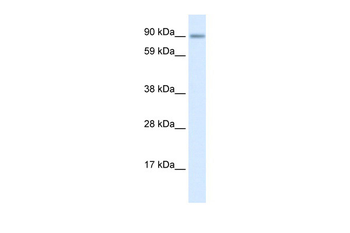 ZNF537 Rabbit Polyclonal Antibody