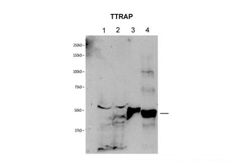 TTRAP Rabbit Polyclonal Antibody