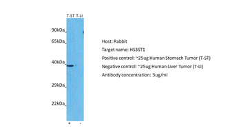 HS3ST1 Rabbit Polyclonal Antibody